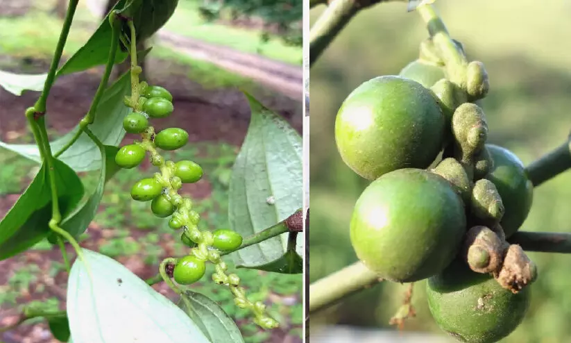 പശ്ചിമഘട്ടത്തിലെ വനാന്തരങ്ങളിൽനിന്ന്​ രണ്ട് കുരുമുളകിനങ്ങൾകൂടി