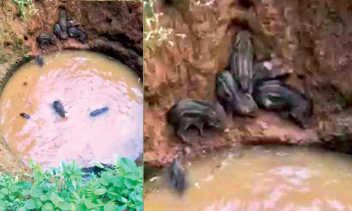 wild boar morayur pig