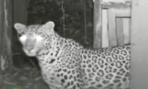 അമ്മപ്പുലി പോയില്ല? തെരുവ് നായെ കടിച്ച് കീറി; ഭീതി മാറാതെ നാട്ടുകാർ