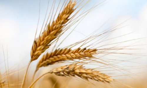 മുസന്തത്ത് പുരാതന ബാർലി ചെടി കണ്ടെത്തി