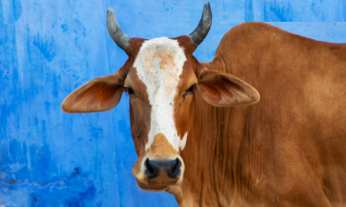 ഓൺലൈൻ പശു വിൽപന! കോട്ടയത്ത് കർഷകരെ പറ്റിച്ച് പണം തട്ടുന്നു