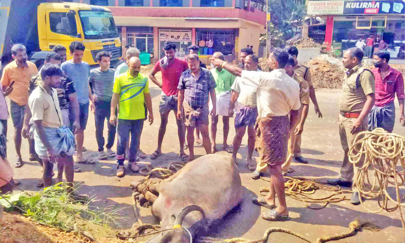 ഗോതമ്പ് റോഡിൽ പോത്ത് വിരണ്ടോടി; ഏഴു മണിക്കൂർ നാട്ടുകാരെ വിറപ്പിച്ചു ഗോതമ്പ് റോഡിൽ പോത്ത് വിരണ്ടോടി; ഏഴു മണിക്കൂർ നാട്ടുകാരെ വിറപ്പിച്ചു
