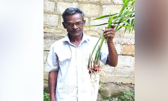 black Turmeric and red ginger black Turmeric and red ginger
