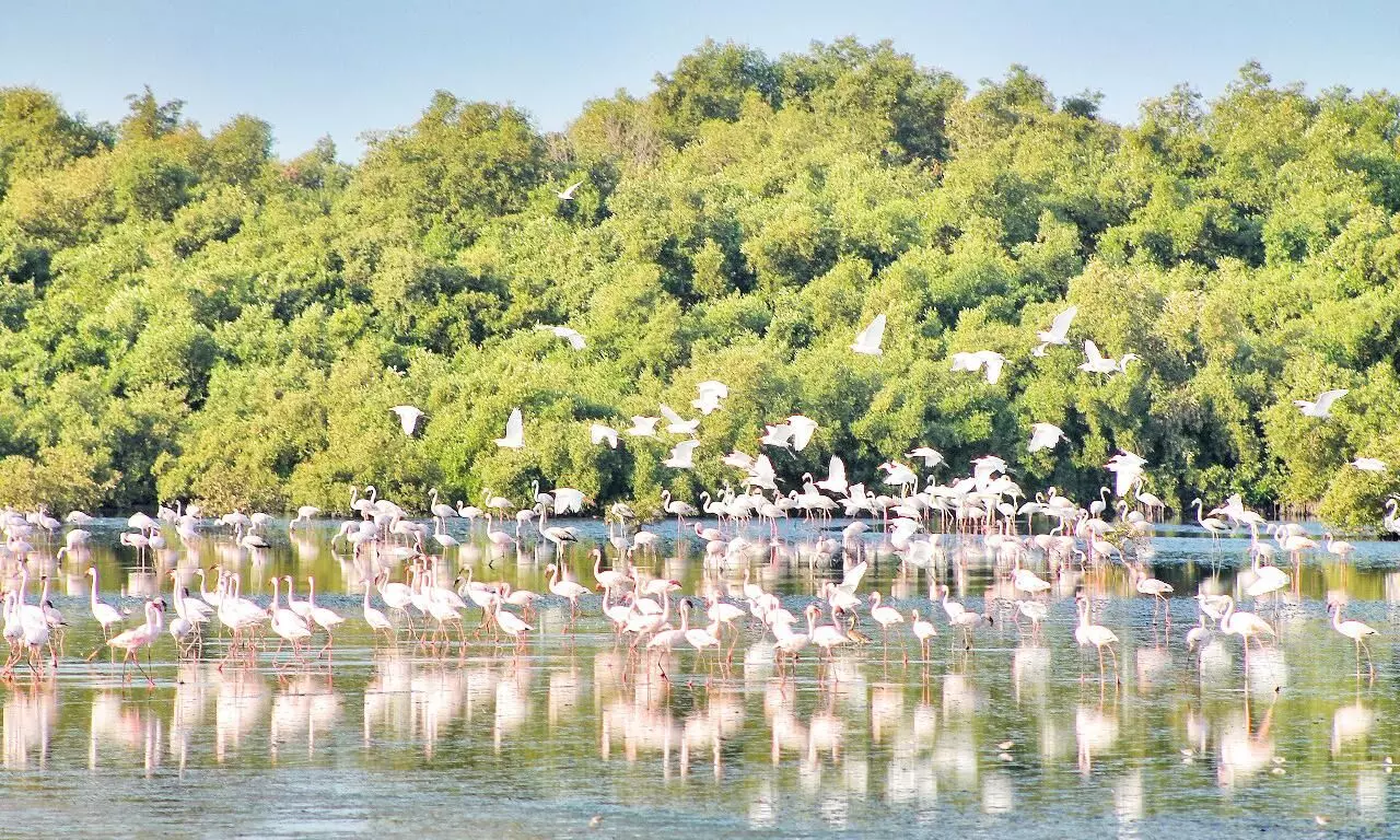 രാജഹംസങ്ങളുടെ വിരുന്നിന്​ സന്ദർശകത്തിരക്ക്​