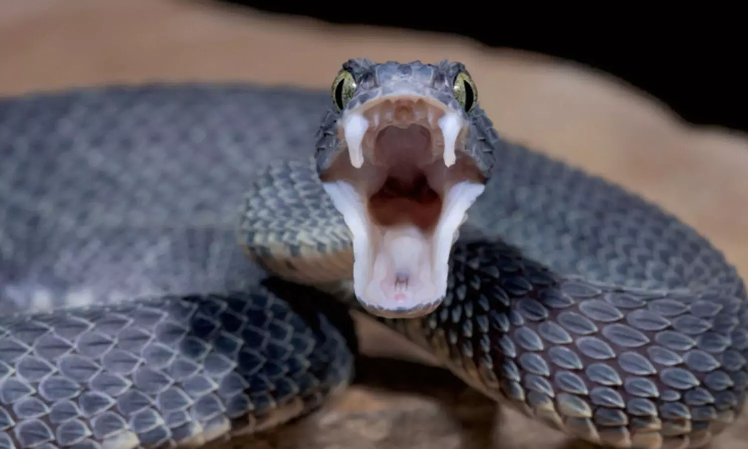 മധ്യവയസ്കൻ വീടിനുള്ളിൽ മരിച്ച നിലയിൽ, മൃതദേഹത്തിന്​ ചുറ്റും 125-ഓളം പാമ്പുകൾ