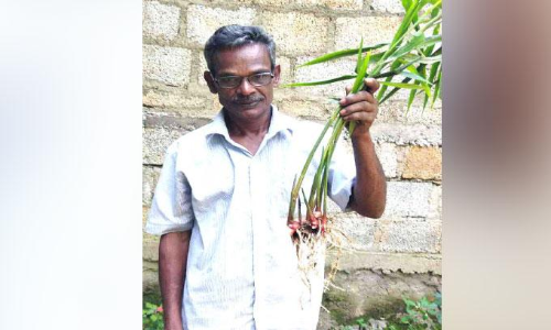 black Turmeric and red ginger