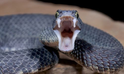 മധ്യവയസ്കൻ വീടിനുള്ളിൽ മരിച്ച നിലയിൽ, മൃതദേഹത്തിന്​ ചുറ്റും 125-ഓളം പാമ്പുകൾ