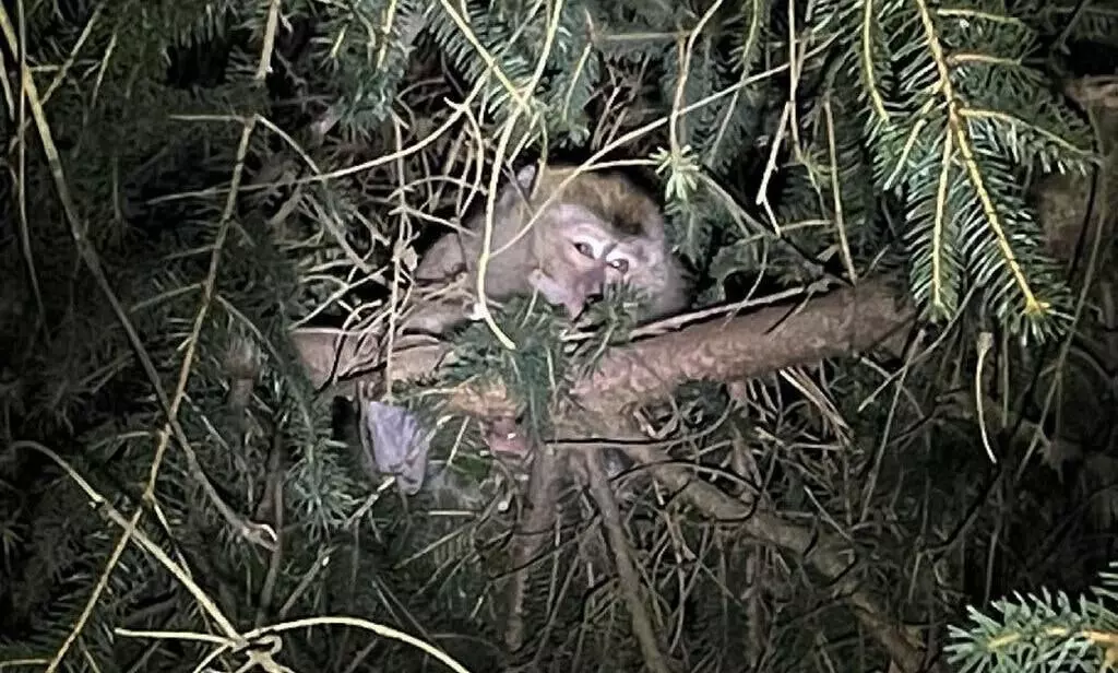 ചാടി രക്ഷ​പ്പെട്ടയാളെ പിടിച്ചുകെട്ടാൻ യുദ്ധ സന്നാഹം; കാര്യമറിഞ്ഞപ്പോൾ അതിശയിച്ച്​ നാട്ടുകാർ