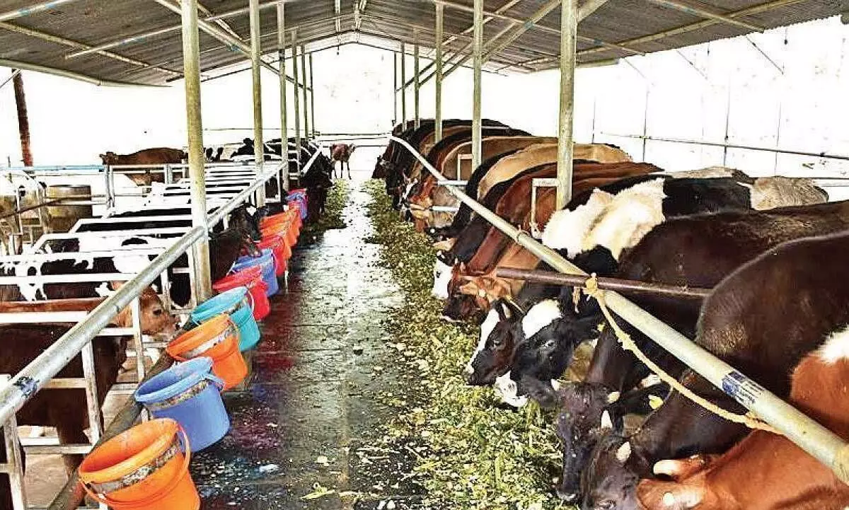 കാലിത്തീറ്റ, വയ്​ക്കോൽ വിലക്കയറ്റം: ക്ഷീരകര്‍ഷകര്‍ പ്രതിസന്ധിയില്‍