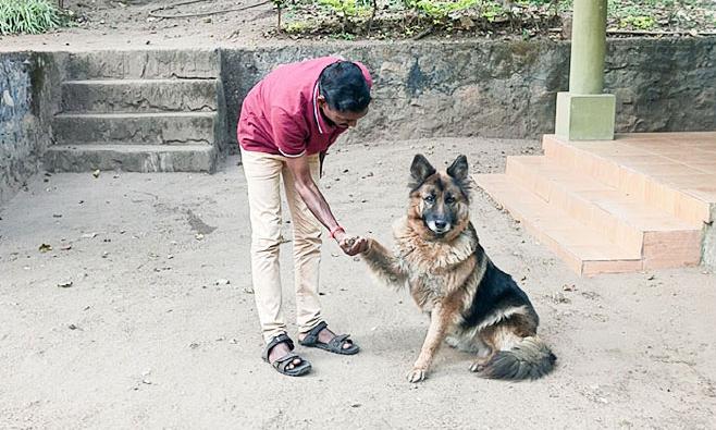 Dog Squad to protect Sandalwood Dog Squad to protect Sandalwood