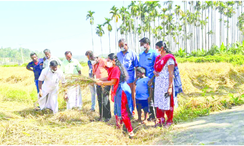 നെല്‍കൃഷിയിൽ മാതൃകയായി തരുവണ സര്‍വിസ് ബാങ്കി‍ന്‍റെ വിളവെടുപ്പ്
