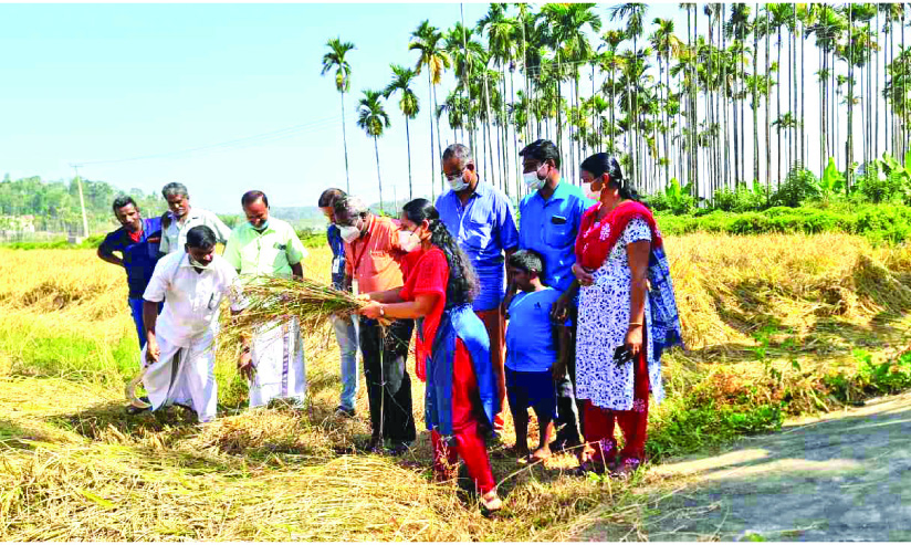 നെല്കൃഷിയിൽ മാതൃകയായി തരുവണ സര്വിസ് ബാങ്കിന്റെ വിളവെടുപ്പ് നെല്കൃഷിയിൽ മാതൃകയായി തരുവണ സര്വിസ് ബാങ്കിന്റെ വിളവെടുപ്പ്