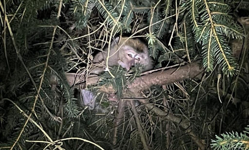ചാടി രക്ഷപ്പെട്ടയാളെ പിടിച്ചുകെട്ടാൻ യുദ്ധ സന്നാഹം; കാര്യമറിഞ്ഞപ്പോൾ അതിശയിച്ച് നാട്ടുകാർ ചാടി രക്ഷപ്പെട്ടയാളെ പിടിച്ചുകെട്ടാൻ യുദ്ധ സന്നാഹം; കാര്യമറിഞ്ഞപ്പോൾ അതിശയിച്ച് നാട്ടുകാർ
