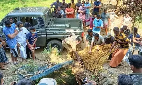 കിണറ്റിൽ വീണ കാട്ടുപന്നിയെ വനപാലകർ വെടിവെച്ചു കൊന്നു