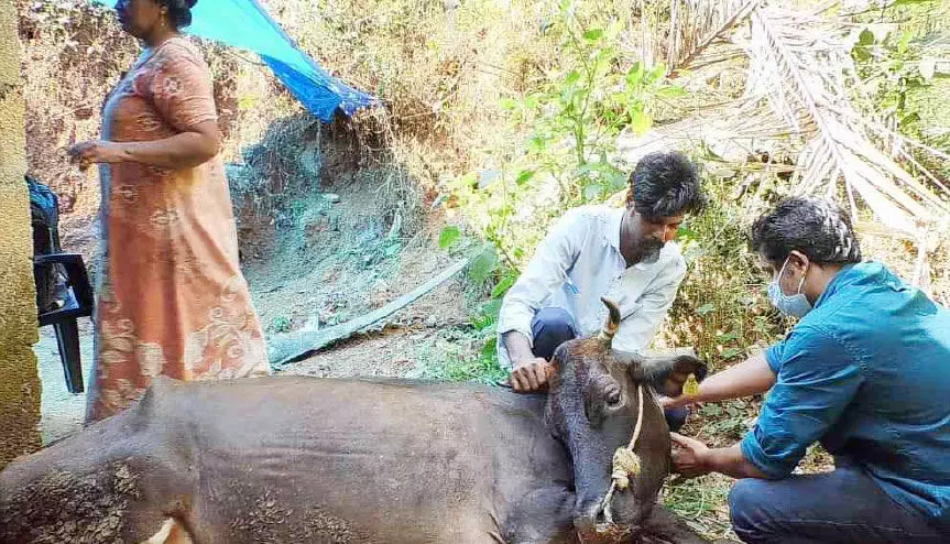പശുക്കളും കിടാവും ചത്തു; കണ്ണീരിലായി ക്ഷീരകർഷക കുടുംബം പശുക്കളും കിടാവും ചത്തു; കണ്ണീരിലായി ക്ഷീരകർഷക കുടുംബം