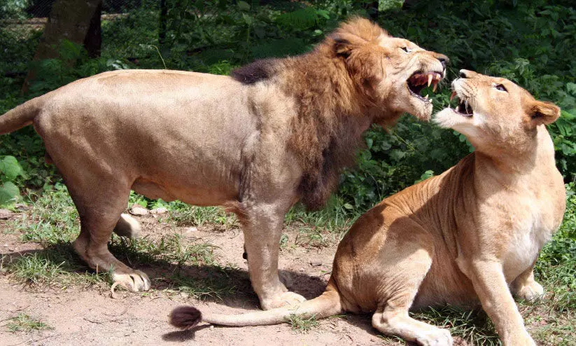 പേര് നെയ്യാര്‍ഡാം സിംഹസഫാരി പാര്‍ക്ക്; ഇപ്പോഴുള്ളത് രണ്ട്​ കടുവകളും കാട്ടുപന്നികളും