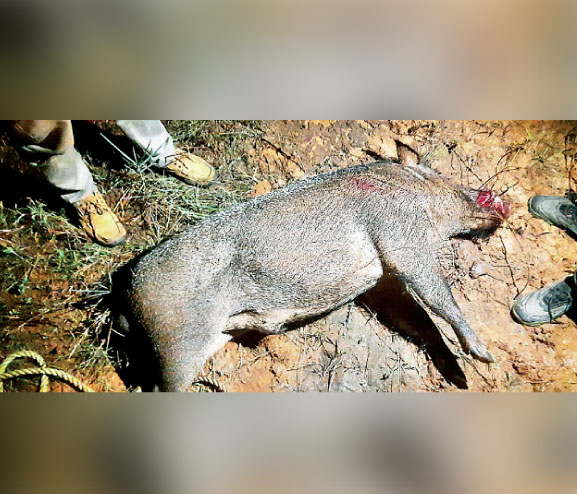 കൊല്ലങ്കോട് വേറെ റേഞ്ചാണ്; വെടിവെച്ച് കൊന്നത് 99 പന്നികളെ കൊല്ലങ്കോട് വേറെ റേഞ്ചാണ്; വെടിവെച്ച് കൊന്നത് 99 പന്നികളെ