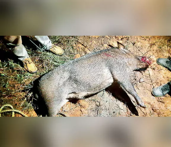 കൊ​ല്ല​ങ്കോ​ട്​ വേ​റെ റേ​ഞ്ചാ​ണ്​; വെ​ടി​വെ​ച്ച്​ കൊ​ന്ന​ത്​ 99 പ​ന്നി​ക​ളെ