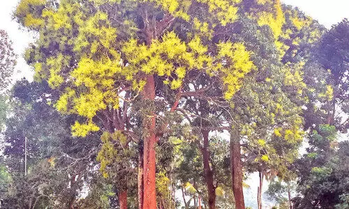 മ​ഞ്ഞി​ൽ നേ​ര​ത്തേ വി​രി​ഞ്ഞ്​ മാ​മ്പൂ​ക്ക​ൾ