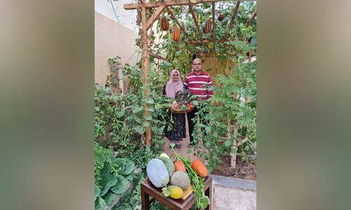 വിളകളാൽ സമൃദ്ധം, വിഷരഹിതം ഈ അടുക്കളത്തോട്ടം