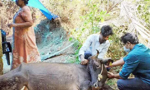 പശുക്കളും കിടാവും ചത്തു; കണ്ണീരിലായി ക്ഷീരകർഷക കുടുംബം