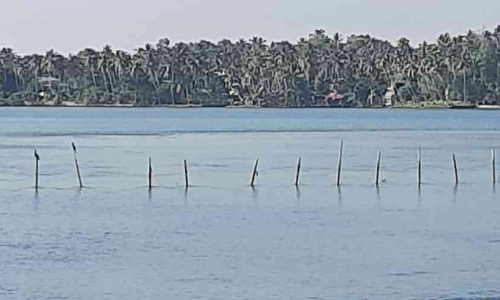 പരവൂർ കായലിൽ കുറ്റിവല ഉപയോഗിച്ച്​ മത്സ്യബന്ധനം സജീവം; അധികൃതർ കണ്ട മട്ടില്ല
