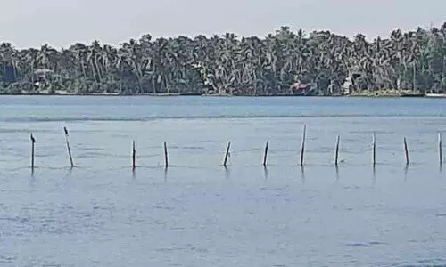 പരവൂർ കായലിൽ കുറ്റിവല ഉപയോഗിച്ച്​ മത്സ്യബന്ധനം സജീവം; അധികൃതർ കണ്ട മട്ടില്ല