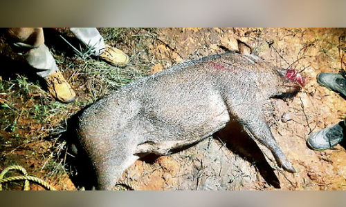 കൊല്ലങ്കോട് വേറെ റേഞ്ചാണ്; വെടിവെച്ച് കൊന്നത് 99 പന്നികളെ കൊല്ലങ്കോട് വേറെ റേഞ്ചാണ്; വെടിവെച്ച് കൊന്നത് 99 പന്നികളെ