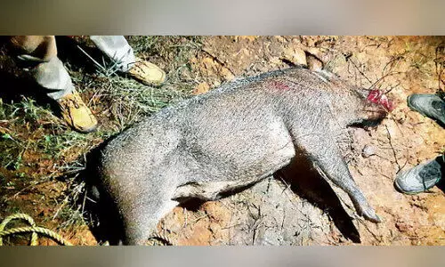 കൊ​ല്ല​ങ്കോ​ട്​ വേ​റെ റേ​ഞ്ചാ​ണ്​; വെ​ടി​വെ​ച്ച്​ കൊ​ന്ന​ത്​ 99 പ​ന്നി​ക​ളെ