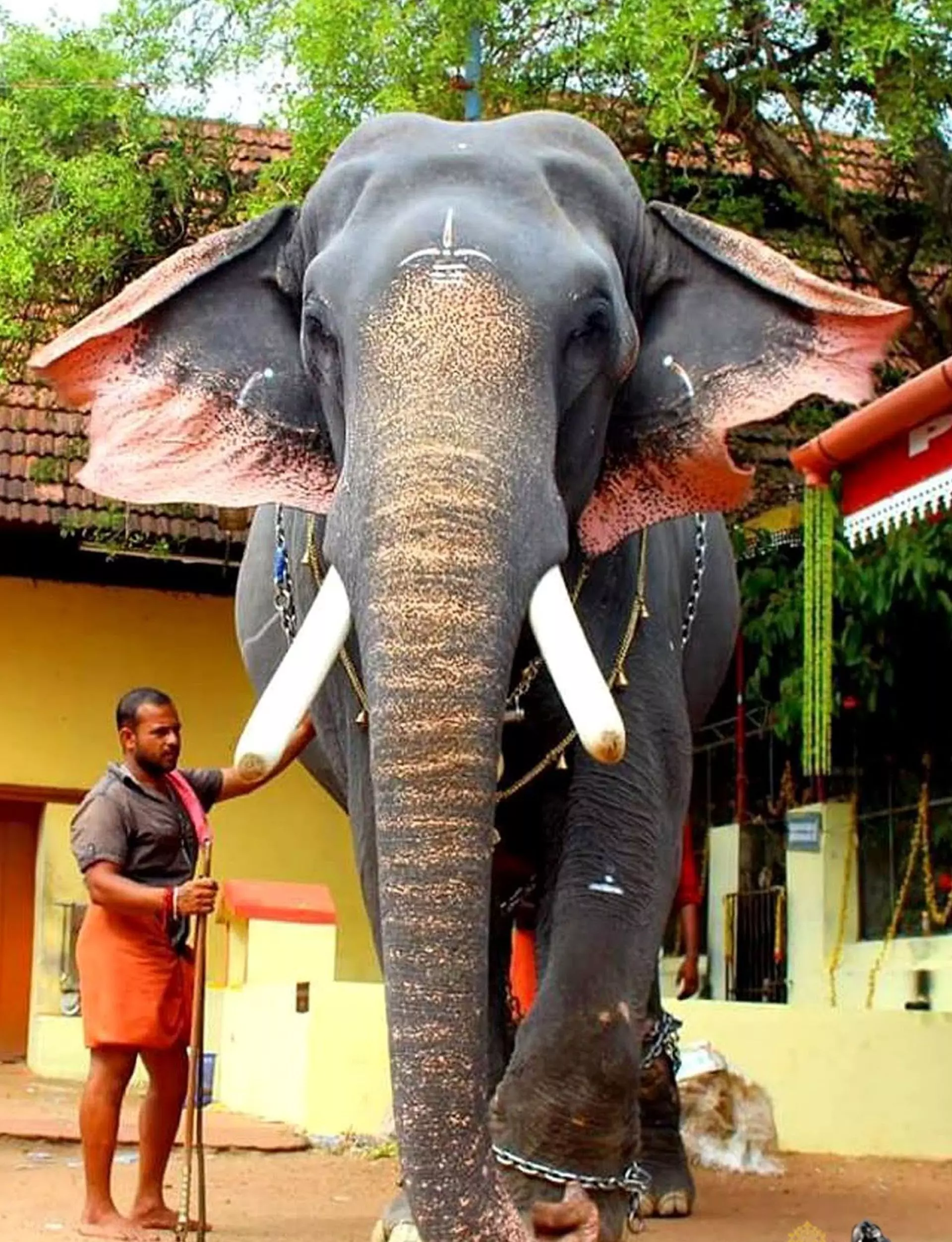 ചിറക്കടവ് ക്ഷേത്രത്തിൽ ഇന്ന് പള്ളിവേട്ട ചിറക്കടവ് ക്ഷേത്രത്തിൽ ഇന്ന് പള്ളിവേട്ട