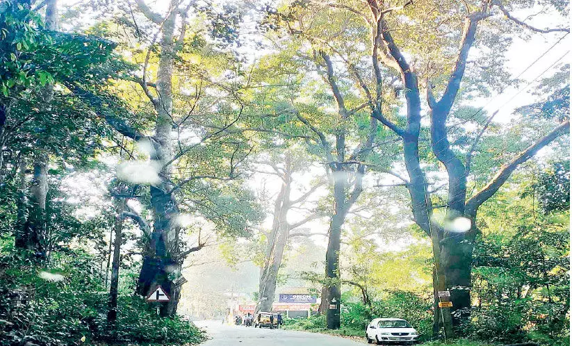 Hundreds of giant trees can be destroyed