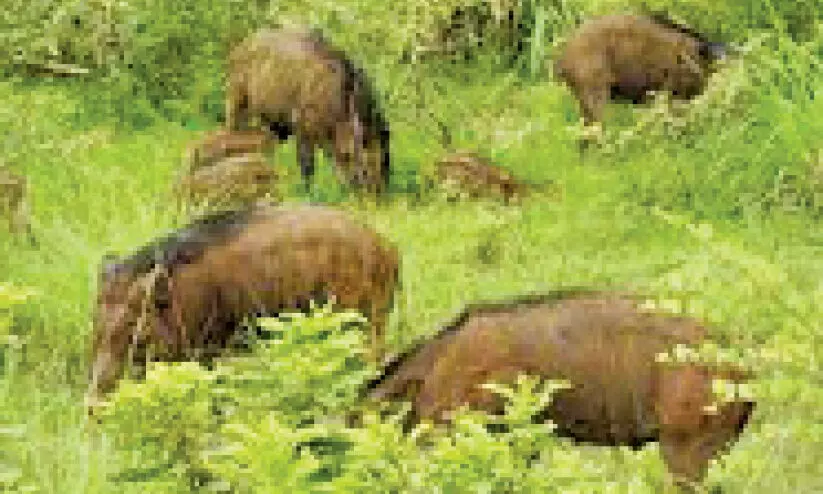 കാട്ടുപന്നിയുടെ ആക്രമണത്തിൽ മൂന്നു പേർക്ക് പരിക്ക്