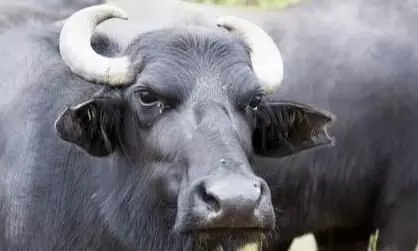 Buffalo Buffalo