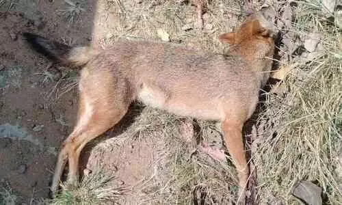 കോതമംഗലം നഗരത്തിന് സമീപം കുറുക്കൻ വണ്ടിയിടിച്ചു ചത്തു കോതമംഗലം നഗരത്തിന് സമീപം കുറുക്കൻ വണ്ടിയിടിച്ചു ചത്തു