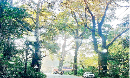 Hundreds of giant trees can be destroyed