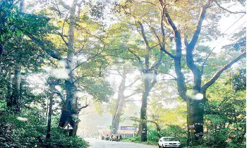 Hundreds of giant trees can be destroyed