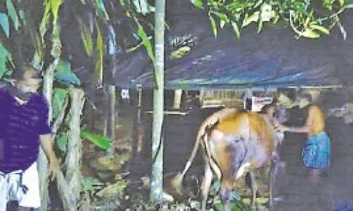 സെപ്റ്റിക് ടാങ്കിൽ വീണ പശുവിനെ രക്ഷപ്പെടുത്തി