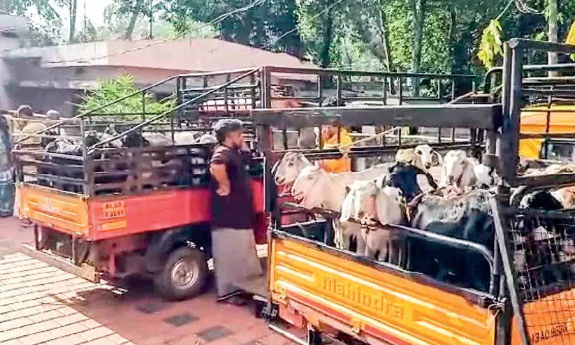 thrikkalangode goat thrikkalangode goat