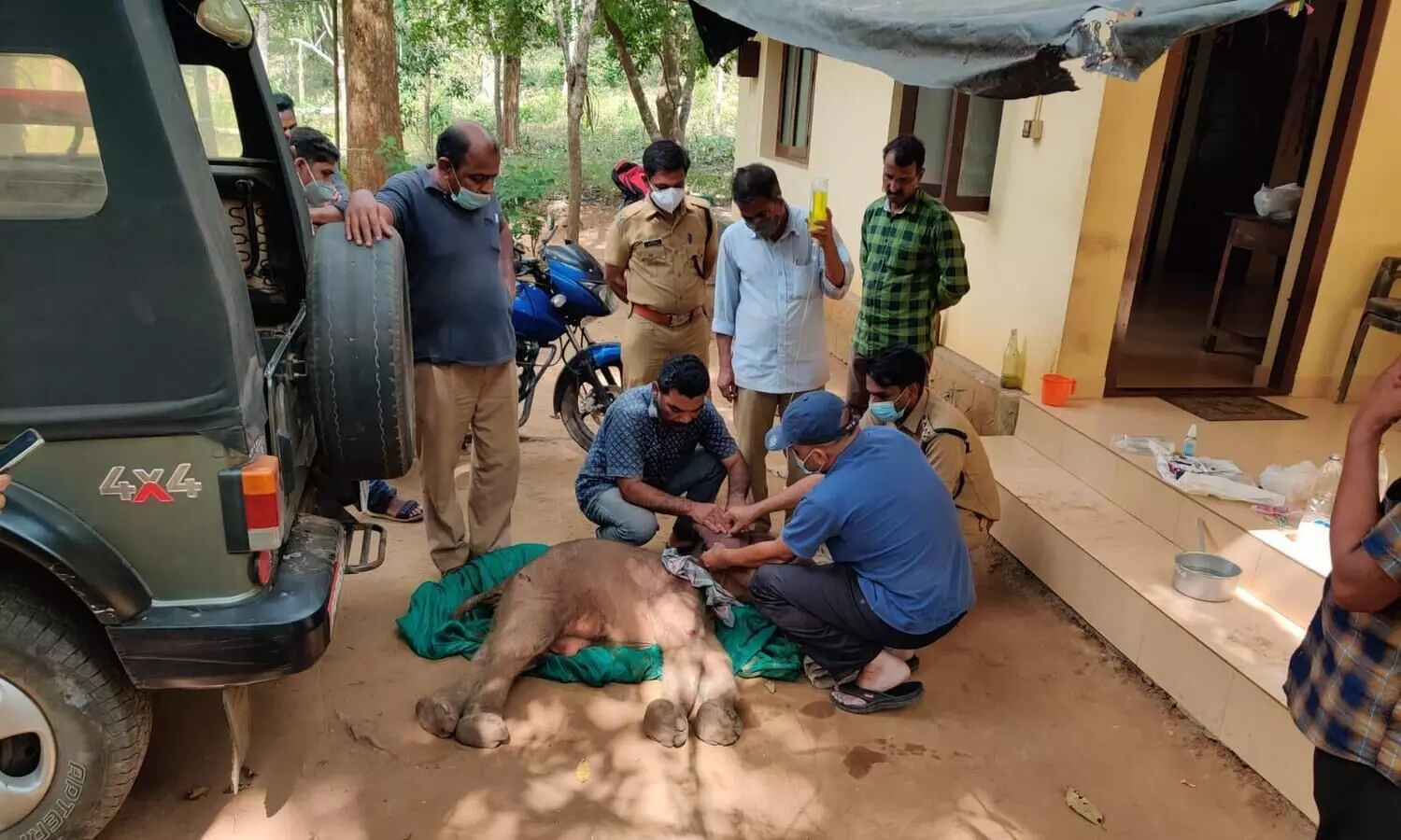 തൃശൂര്‍ ചിമ്മിനി കാട്ടില്‍ ആനക്കുട്ടിയെ അവശനിലയില്‍ കണ്ടെത്തി