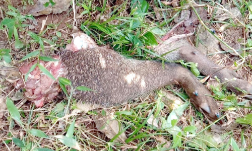 മ​ണ്ണാ​ത്തി​ക്കു​ണ്ട് പ്ര​ദേ​ശ​ത്ത് വ​ന്യ​മൃ​ഗ​ങ്ങ​ൾ വി​ഹ​രി​ക്കു​ന്നു; ജ​നം ഭീ​തി​യി​ൽ