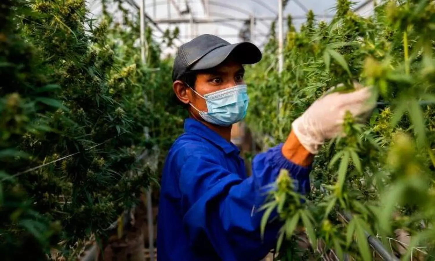 തായ്‍ലൻഡിൽ കഞ്ചാവ് ഇനി മയക്കുമരുന്നല്ല