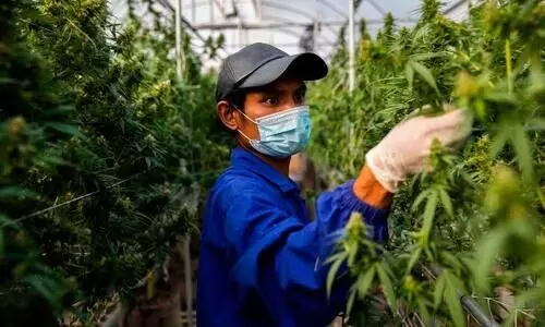 തായ്‍ലൻഡിൽ കഞ്ചാവ് ഇനി മയക്കുമരുന്നല്ല