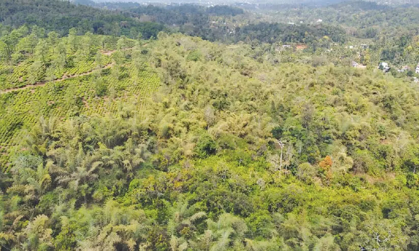 കോടികൾ വിലയുള്ള വനഭൂമി സ്വകാര്യ കമ്പനിക്ക് വിട്ടുകൊടുക്കുന്നു കോടികൾ വിലയുള്ള വനഭൂമി സ്വകാര്യ കമ്പനിക്ക് വിട്ടുകൊടുക്കുന്നു