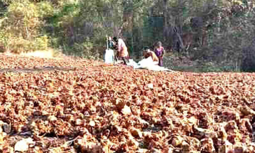 പ്രതീക്ഷയോടെ കോലിഞ്ചി കർഷകർ പ്രതീക്ഷയോടെ കോലിഞ്ചി കർഷകർ