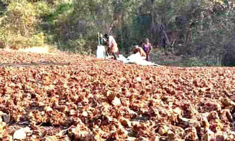 പ്രതീക്ഷയോടെ കോലിഞ്ചി കർഷകർ പ്രതീക്ഷയോടെ കോലിഞ്ചി കർഷകർ