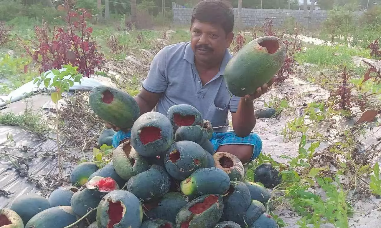 watermelon watermelon