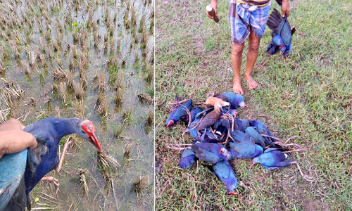 ത്രിപുരയിൽ നൂറിലധികം ദേശാടനപക്ഷികളുടെ ജഡം കണ്ടെത്തി