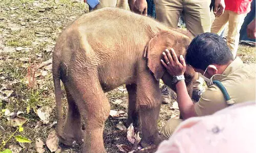 കാ​രി​കു​ള​ത്ത് അ​വ​ശ​നി​ല​യി​ല്‍ ക​ണ്ടെ​ത്തി​യ ആ​ന​ക്കു​ട്ടി ചെ​രി​ഞ്ഞു