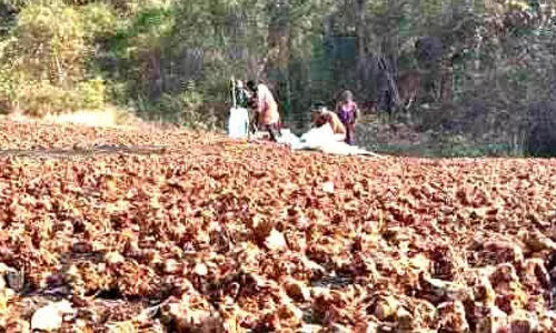 പ്രതീക്ഷയോടെ കോലിഞ്ചി കർഷകർ