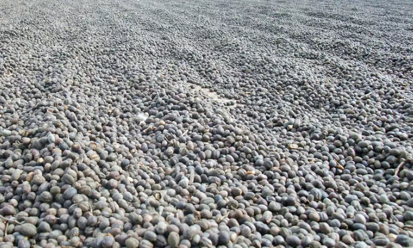 വയനാട് ജില്ലയിൽ കാപ്പി സംഭരണം ആരംഭിക്കുന്നു വയനാട് ജില്ലയിൽ കാപ്പി സംഭരണം ആരംഭിക്കുന്നു